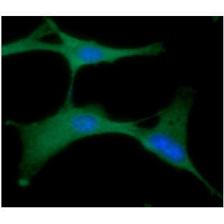 PGK1 / Phosphoglycerate Kinase Antibody (clone AT2F4)