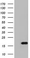 TMEM80 Antibody (clone OTI2B7)