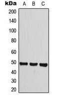 Polyclonal Rabbit anti-Human HRH3 / Histamine 3 Receptor Antibody (Internal, IHC, WB)