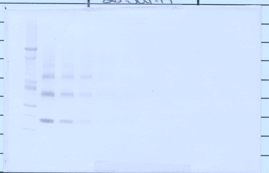 OPG / Osteoprotegerin Antibody