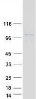 Human LINGO4 Protein (Recombinant Myc-DDK (Flag))
