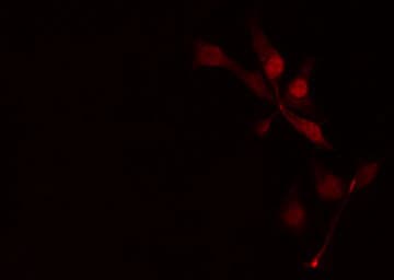 MASTL / GW Antibody