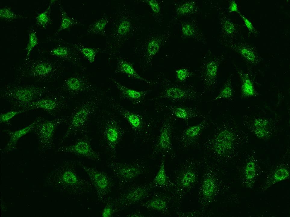 Argonaute 2/3/4 Antibody (Preservative Free)