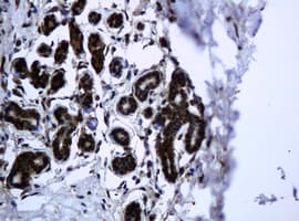 Monoclonal Mouse anti-Human PCDH7 Antibody (clone OTI1F9, IHC, WB)