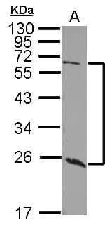 GALNT9 Antibody