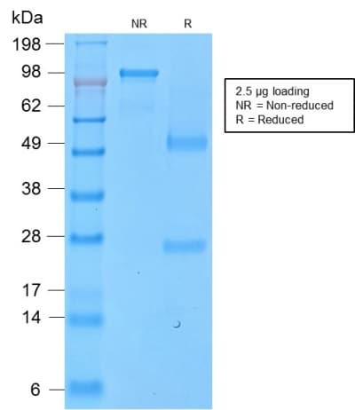 PathPlus™ SPN / CD43 Antibody (clone SPN/2049R)