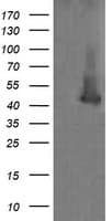 MAP2K1 / MKK1 / MEK1 Antibody (clone OTI2D2)