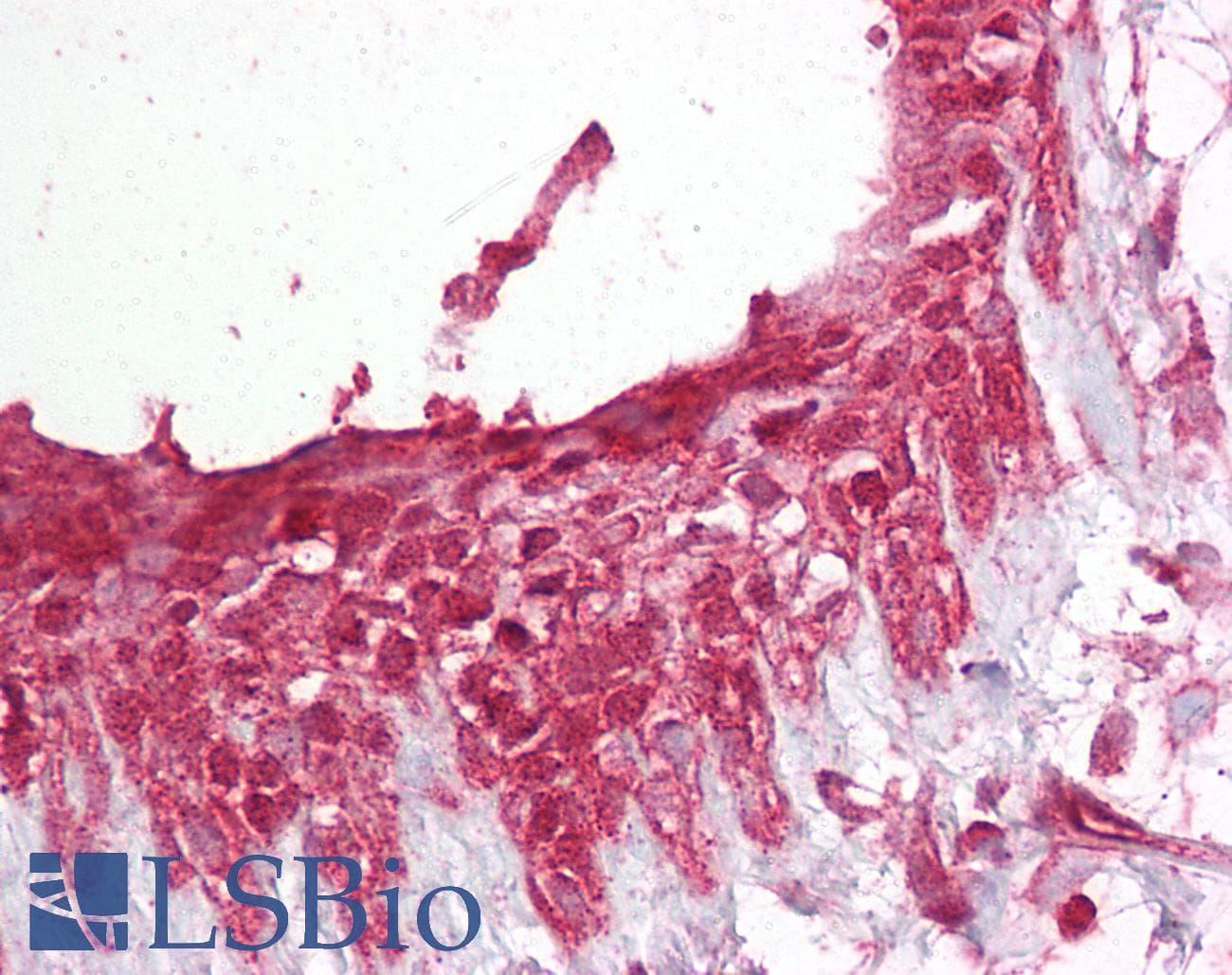 IHC-plus™ PELI1 / Pellino 1 Antibody (aa121-135)