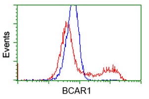 BCAR1 / p130Cas Antibody (clone OTI1B1)