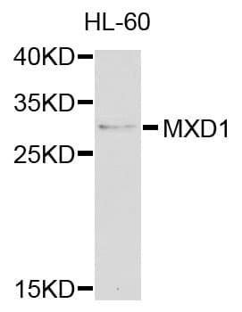 MXD1 / MAD1 Antibody
