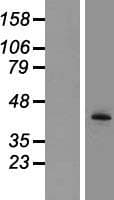 TPST2 Protein (Over-Expression Lysate Myc-DDK (Flag))