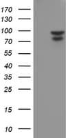 NLN / Neurolysin Antibody (clone OTI3G8, Carrier-free)