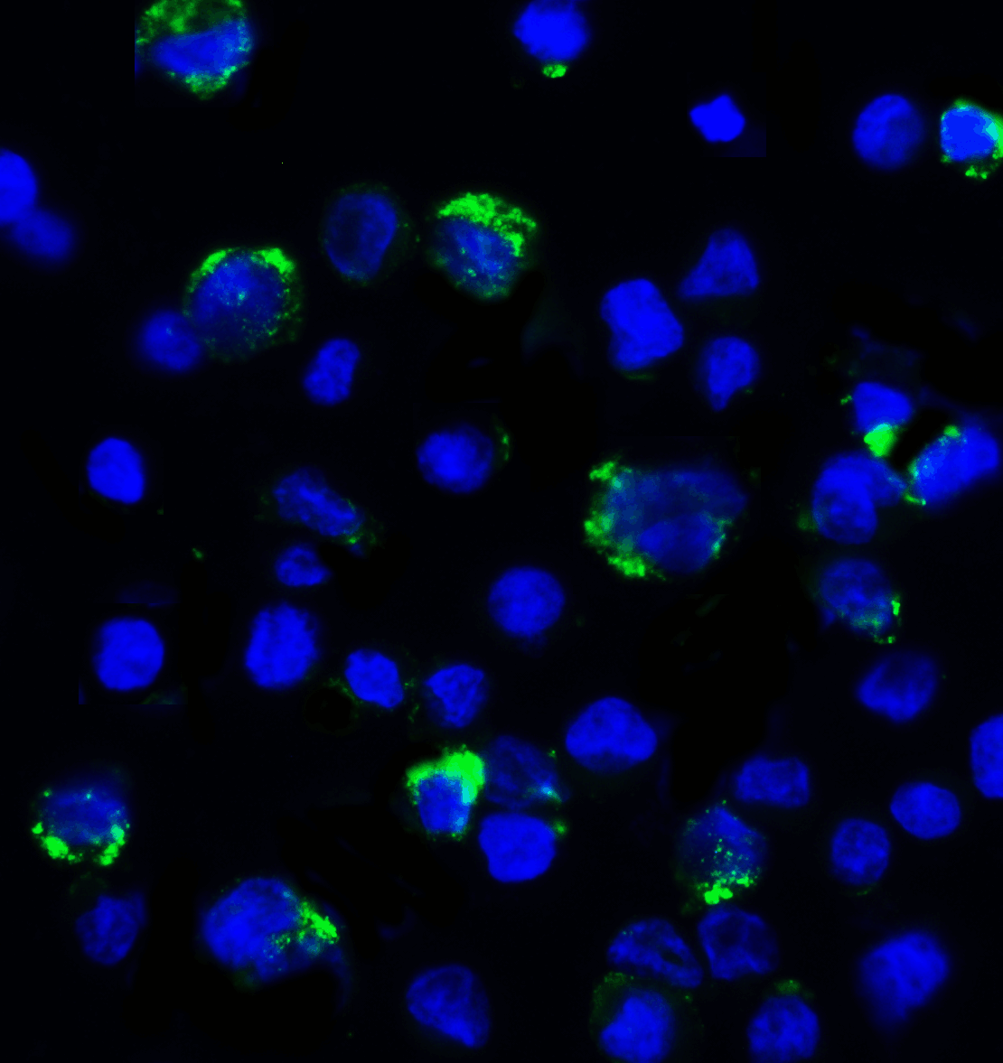 PathPlus™ Monoclonal Mouse anti-Human LAG3 Antibody (clone 9F9, IHC, IF)
