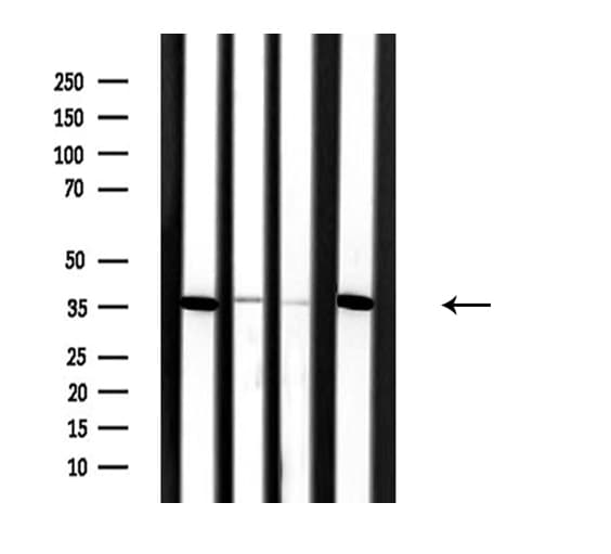 SLC25A31 Antibody