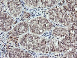 Monoclonal Mouse anti-Human DPCD Antibody (clone OTI8A12, IHC, IF, WB)