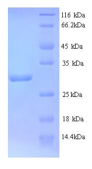 Bacillus subtilis TcyA Protein (Recombinant His)