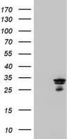 IF3mt / MTIF3 Antibody (aa56-278, clone OTI4B6)