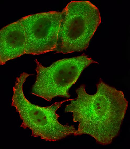 SMAD1 Antibody (aa163-196)