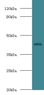 HP / Haptoglobin Antibody (FITC)