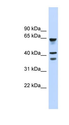 GPR27 Antibody (aa143-192)