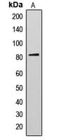 AKAP17A / 721P Antibody (C-Terminus)