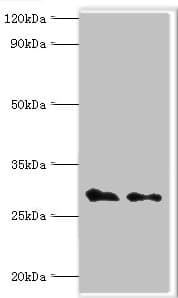 COPS7A Antibody (aa1-275)