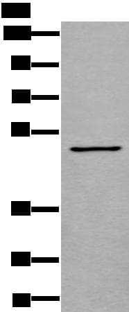 GATA3 Antibody