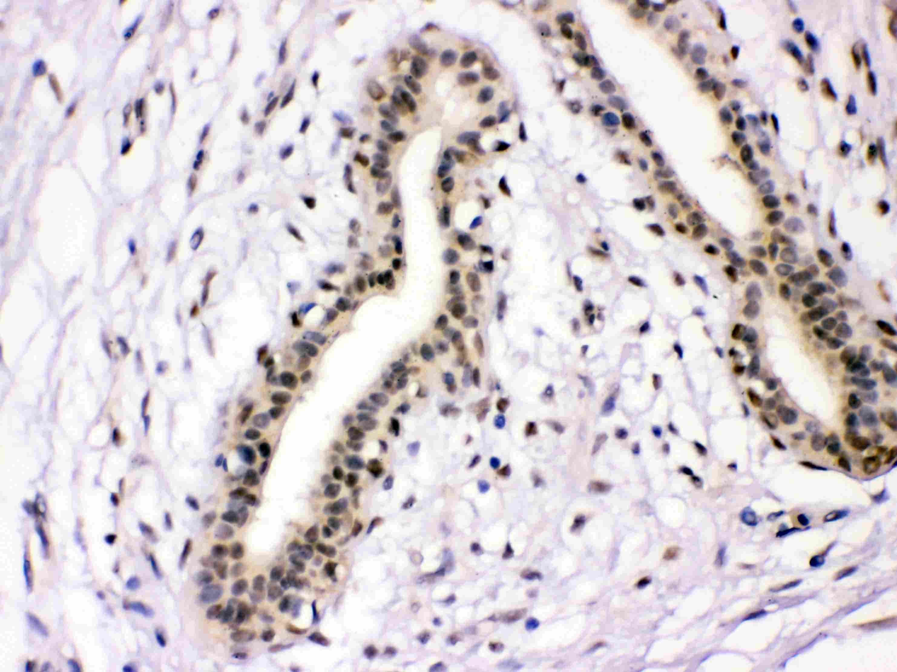 NFIA / Nuclear Factor 1 Antibody