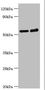 Polyclonal Rabbit anti-Human MAPKAP1 / MIP1 Antibody (aa1-290, WB)