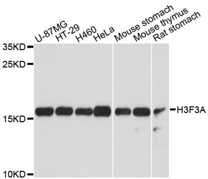 H3F3A Antibody