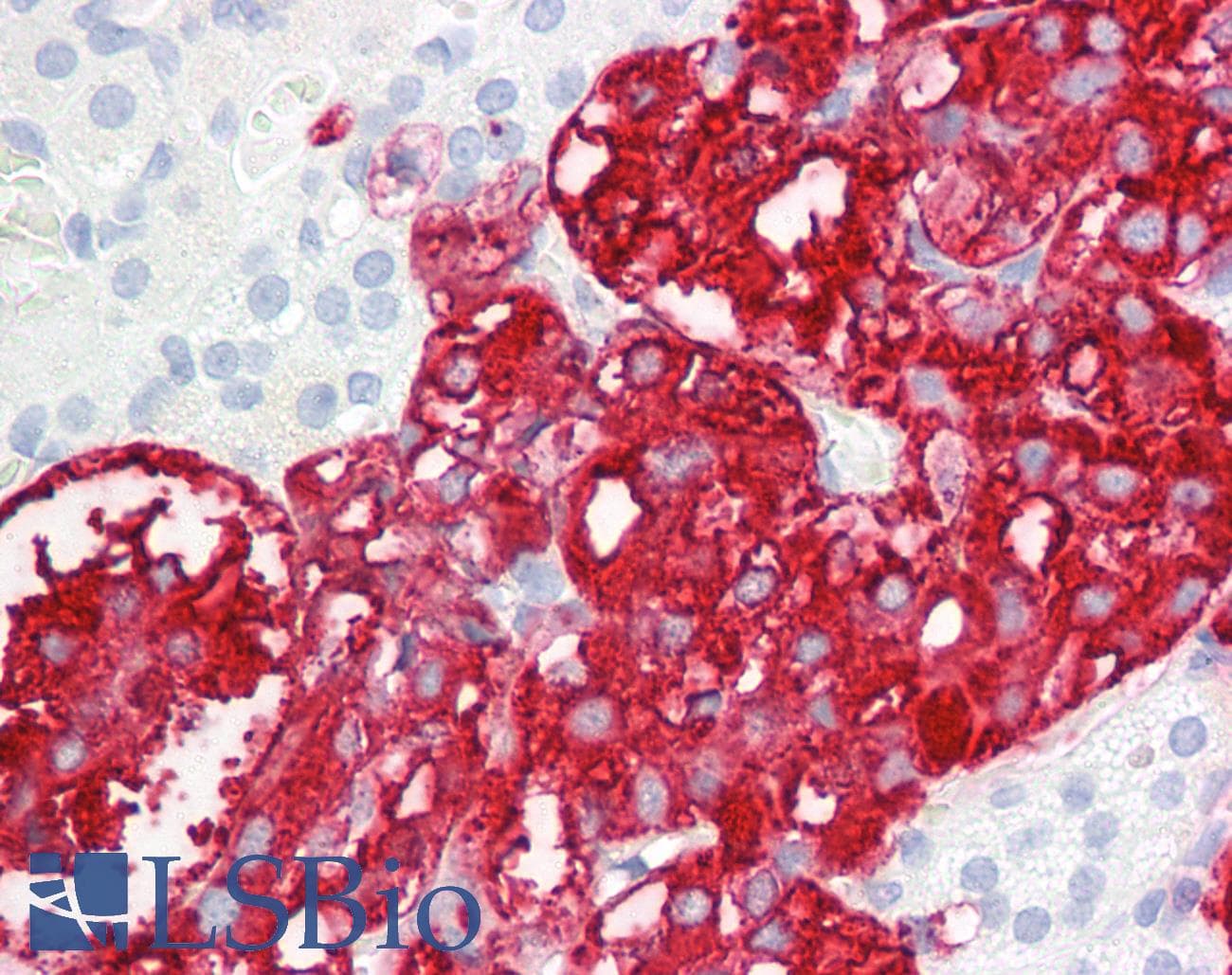 IHC-plus™ DBH/Dopamine Beta Hydroxylase Antibody (C-Terminus)