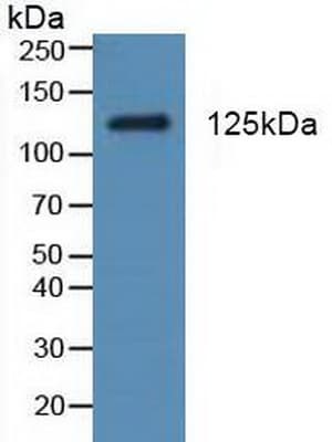 PDGFRA / PDGFR Alpha Antibody (aa170-387, Biotin)