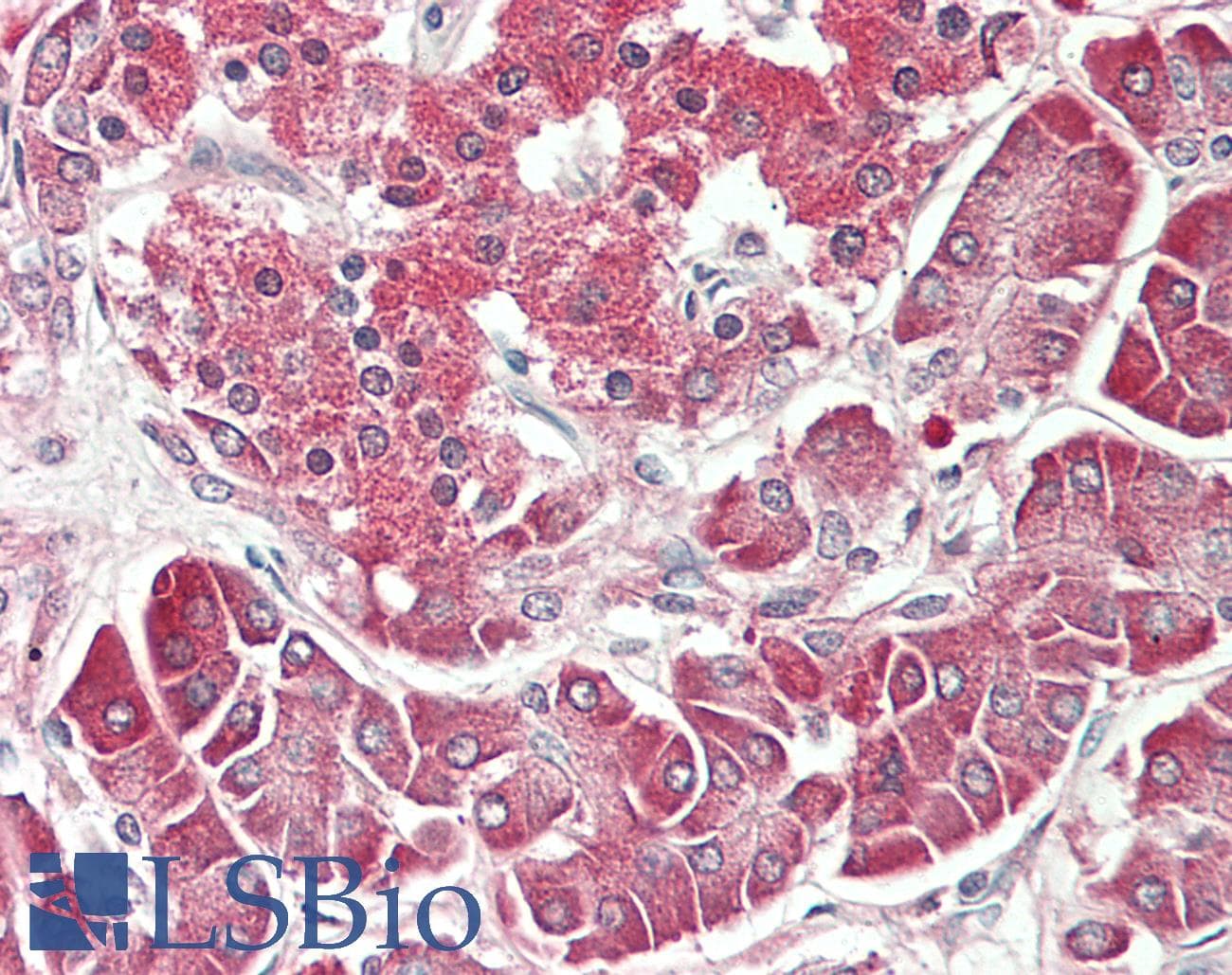 PathPlus™ ENO1 / Alpha Enolase Antibody (clone 9)