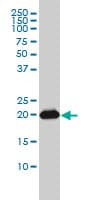 RAP2B Antibody (clone 4F12-3C6)