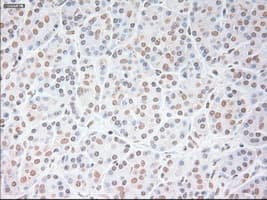 USP13 Antibody (clone OTI4G1)
