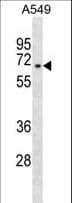 Polyclonal Rabbit anti-Human ZNF319 Antibody (aa506-532, WB)