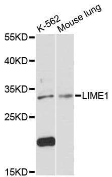 Polyclonal Rabbit anti-Human LIME1 / LIME Antibody (WB)