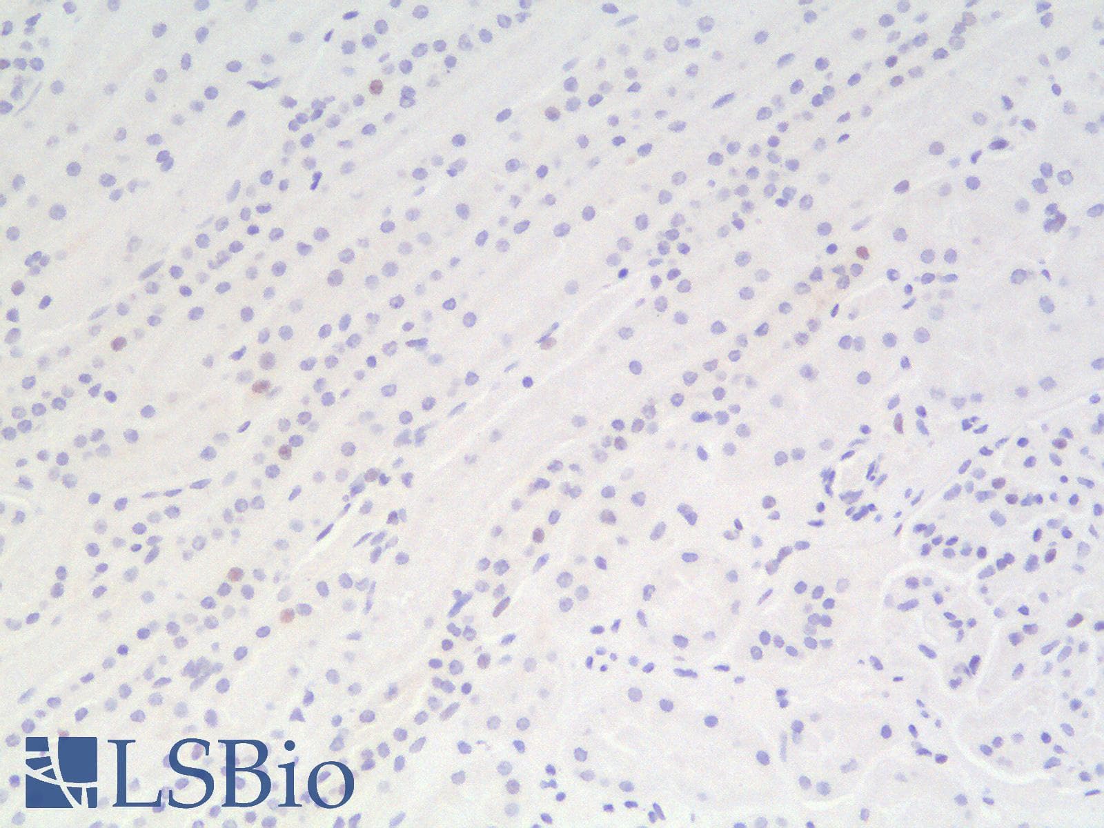 PathPlus™ ACPP / PAP Antibody (clone rACPP/1338)