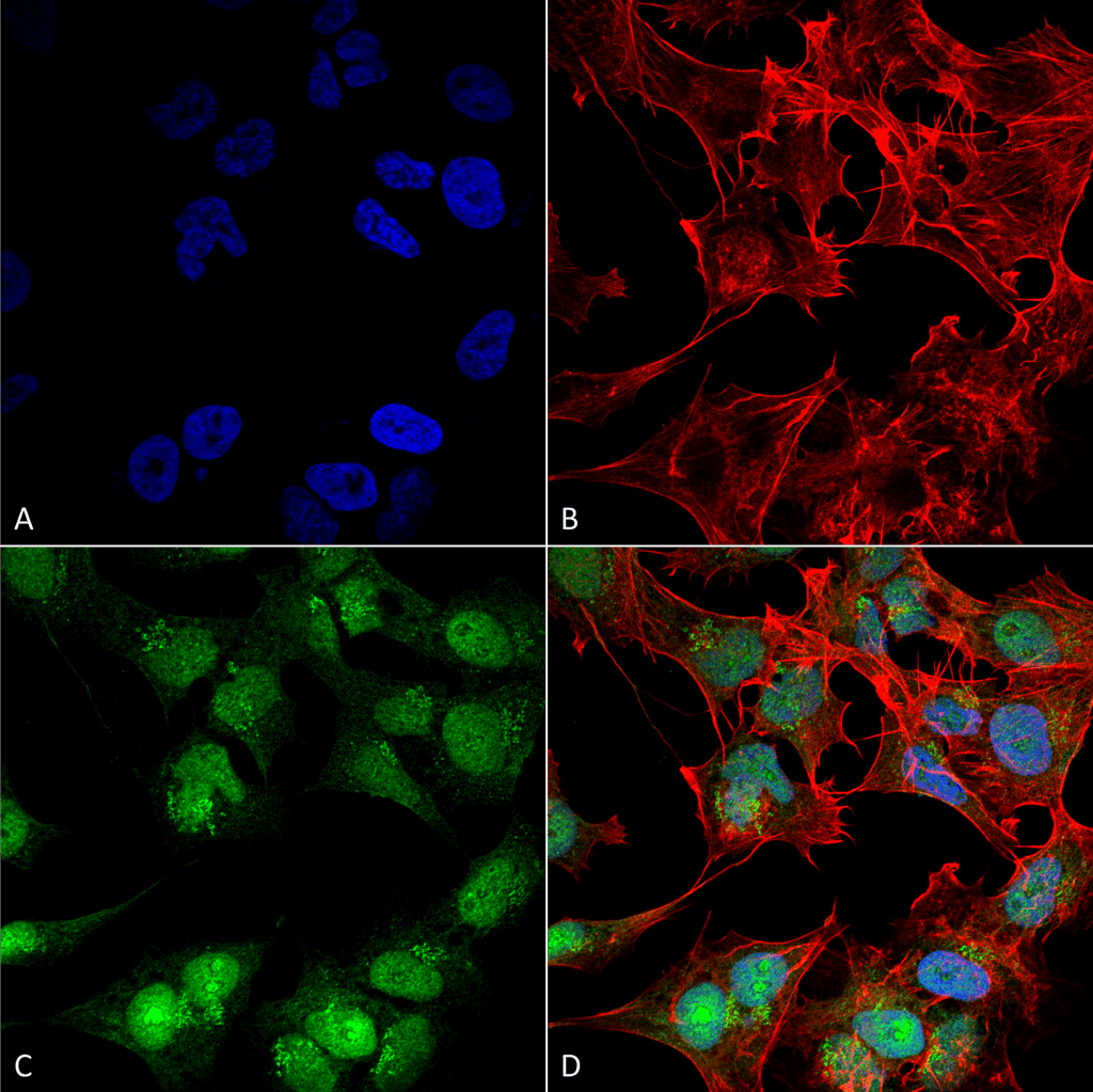 BECN2 Antibody