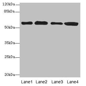 TRXR1 / TXNRD1 Antibody (aa1-497)