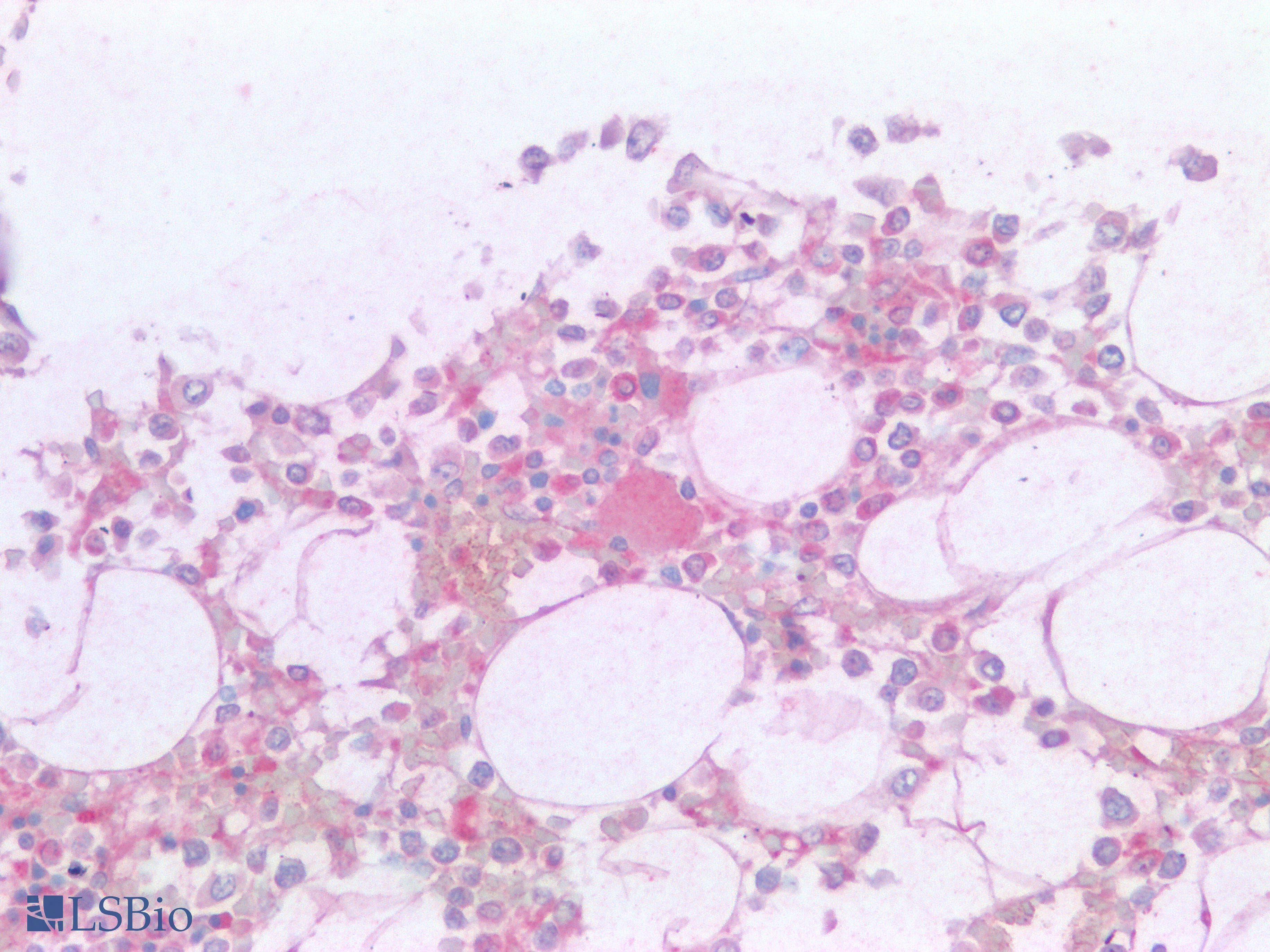 PathPlus™ CD36 Antibody