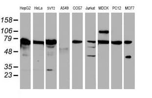 SCFD1 / SLY1 Antibody (clone OTI1E2)