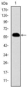 PHB / Prohibitin Antibody (clone 5H7)