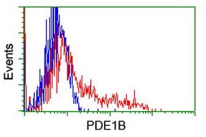 PDE1B Antibody (clone OTI6E4)