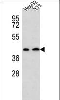 KATII / AADAT Antibody (aa196-224)