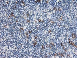 ANAPC2 / APC2 Antibody (clone OTI1A6, Carrier-free)