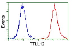 KIAA0153 / TTLL12 Antibody (clone OTI7F11)