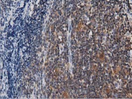 ARHGAP25 Antibody (clone OTI3H9)