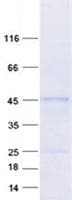 Human RNF183 Protein (Recombinant GST, N-terminus + His, C-terminus)
