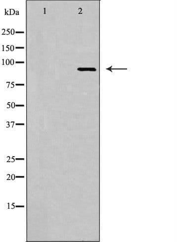 MAP4K1 / HPK1 Antibody